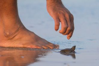 Protecting Our Planet runner-up: Tide, Turtle, and Trust!. 