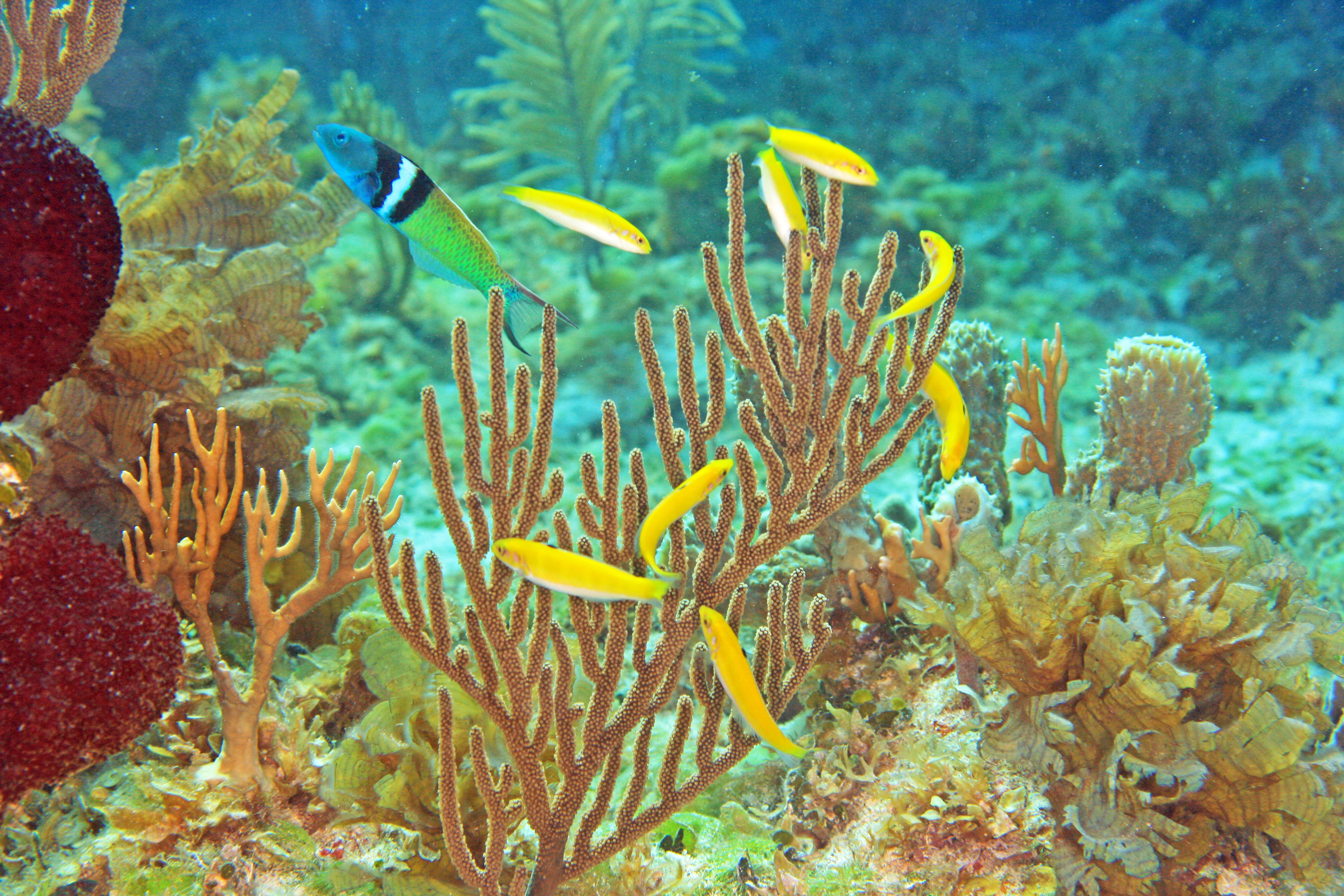 A distinctive male (top left) defends a group of females (yellow), one of which will eventually change sex to replace him. PHOTO: Kevin Bryant