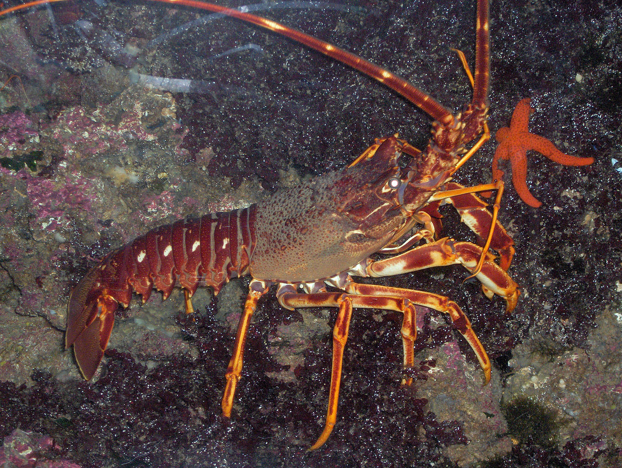 Rockin&amp;#39; lobsters - you might hear these spiny critters from 3 kms away ...
