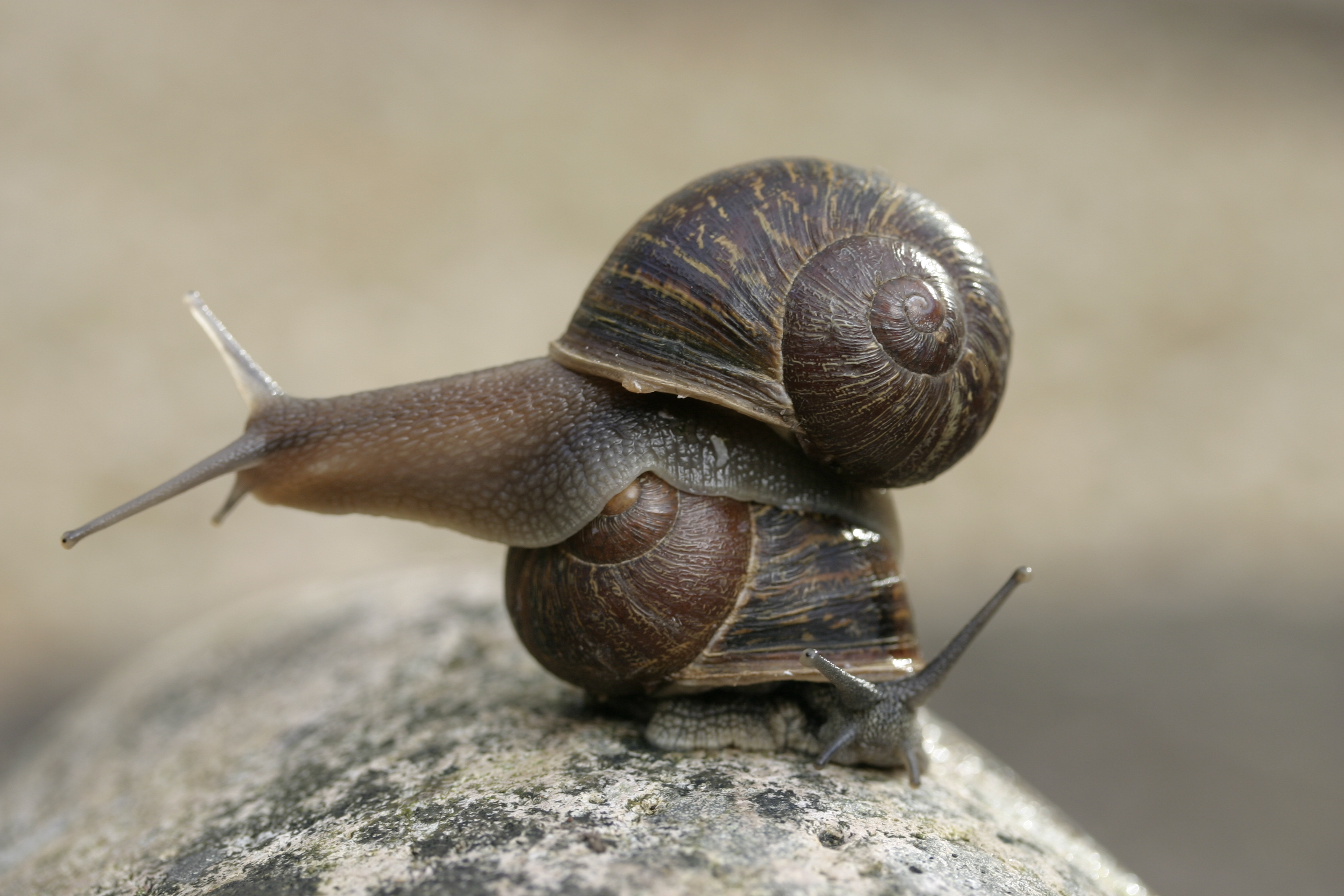 sinistral Jeremy garden snail on top of dextral. Credit: Angus Davison, University of Nottingham