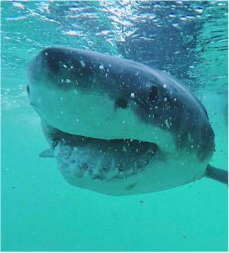 Great white shark off NSW coast