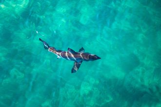 Great white shark swimming off NSW coast