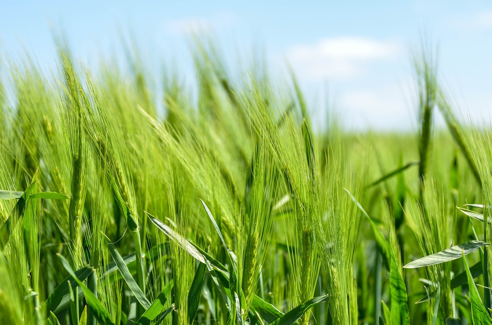 Barley field stock image from Pixabay.