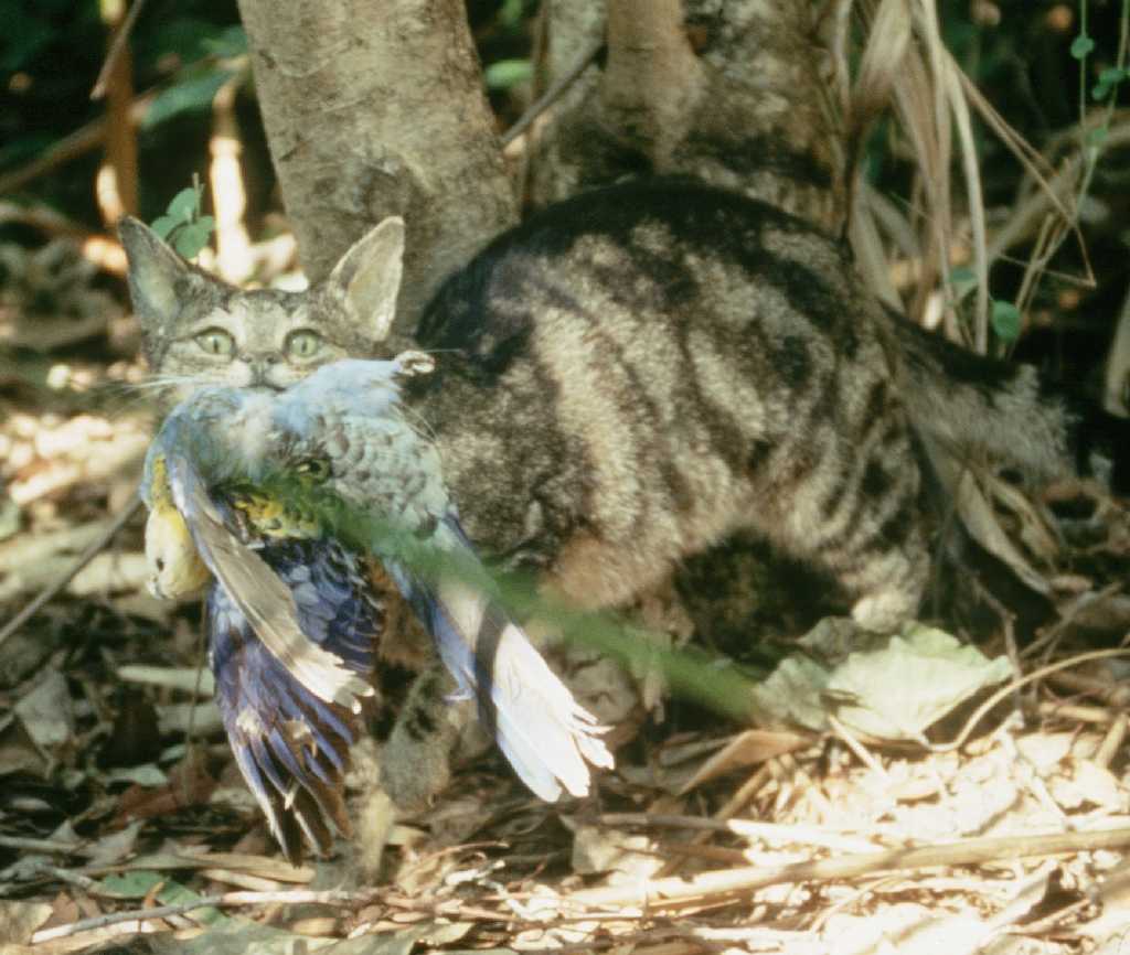 Cats vs Quolls Feral cats are a triple threat compared to native