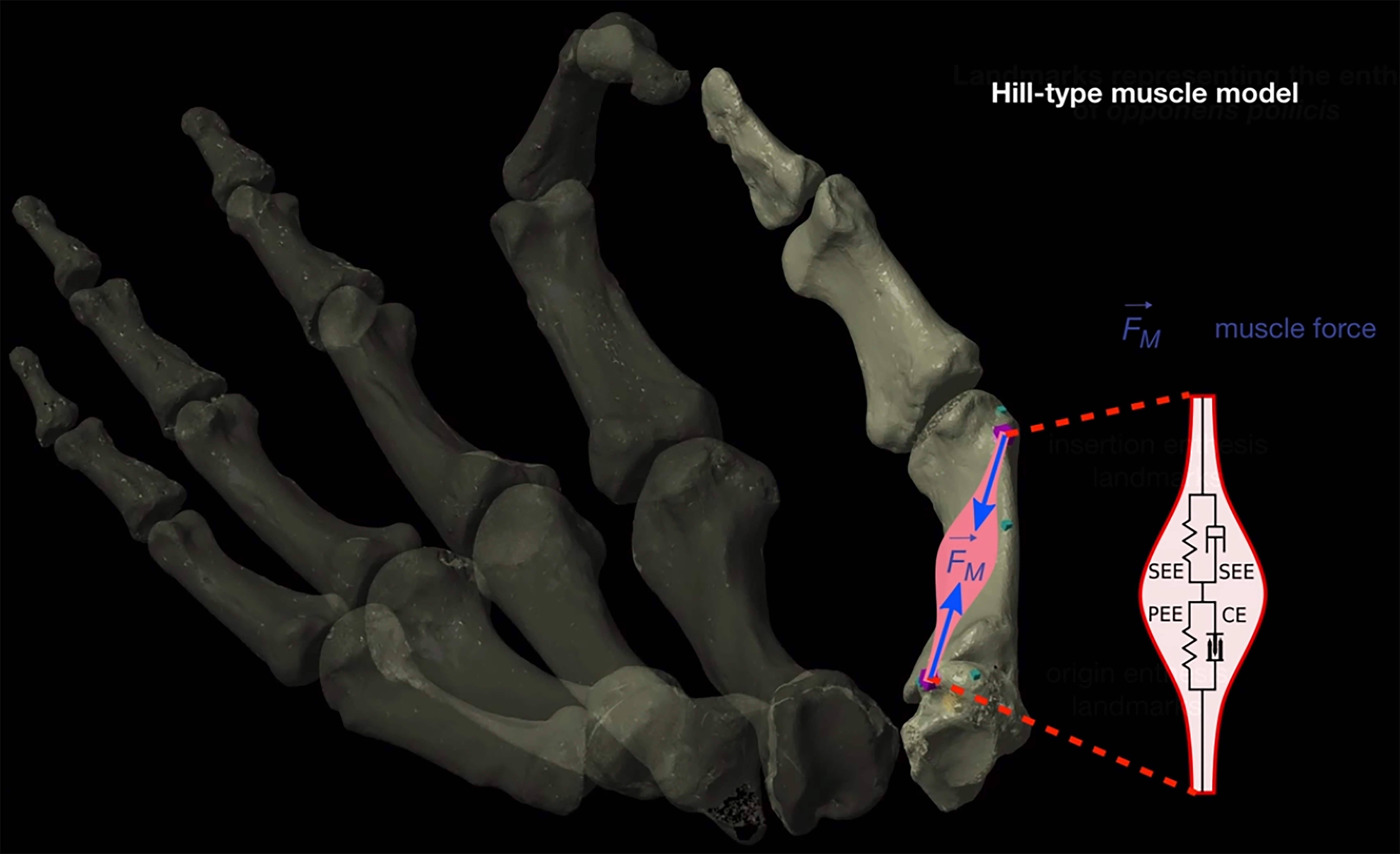 This image shows the Hill-type model used to calculate biomechanical efficiency CREDIT Professor Katerina Harvati, Dr. Alexandros Karakostis, and Dr. Daniel Haeufle