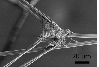 Microscope Spider Silk