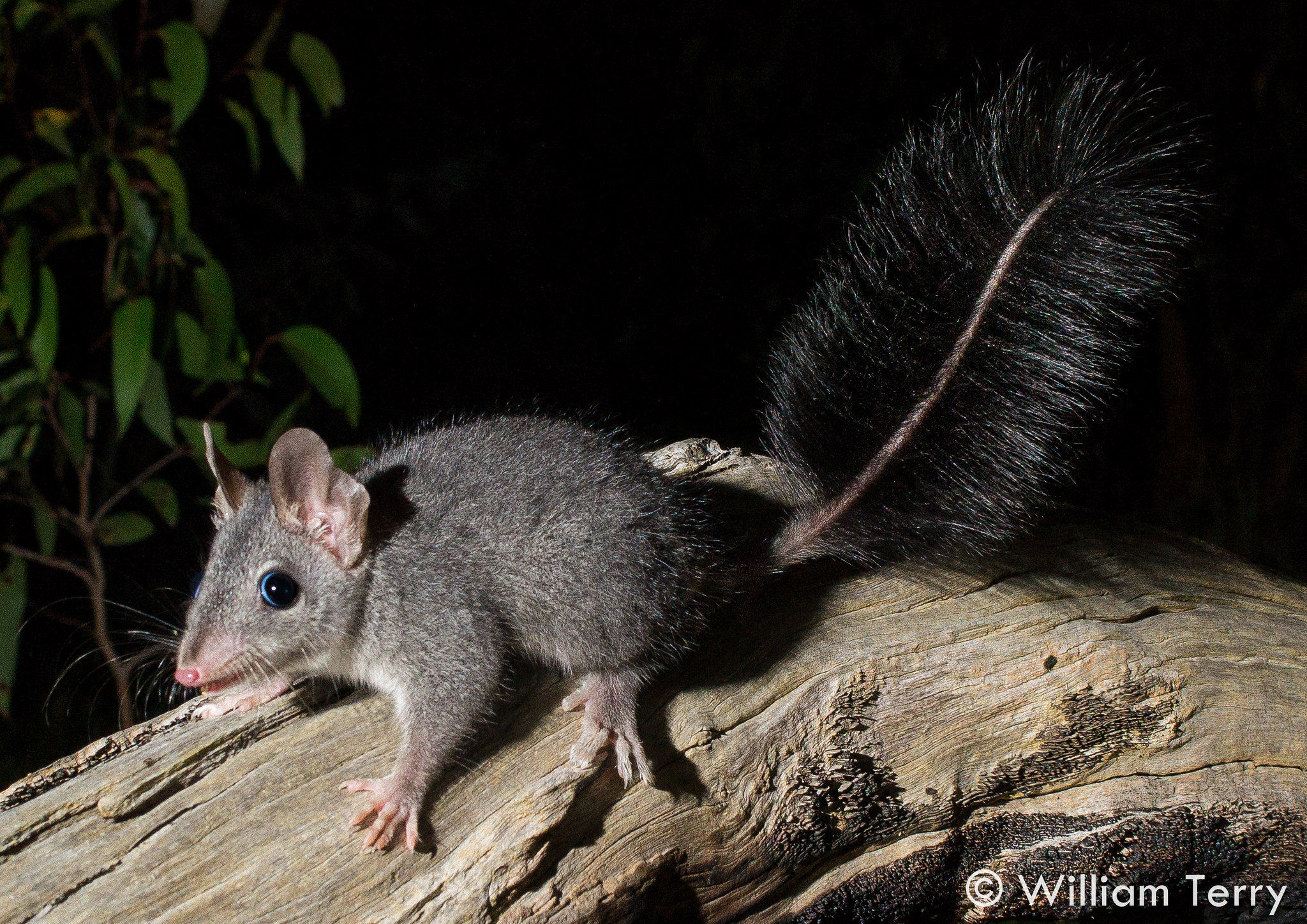 Brush-tailed phascogale. Credit William Terry