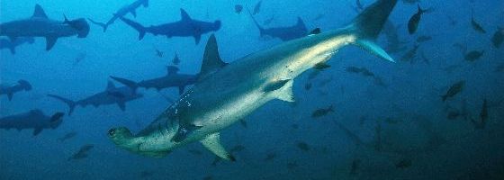 Sharks