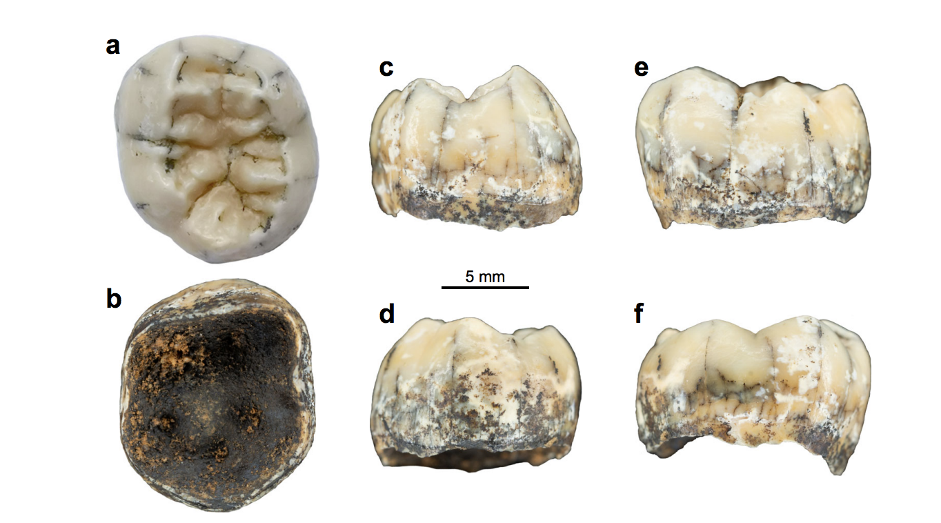 Views of the TNH2-1 specimen. Pictures of TNH2-1 in occlusal (a), inferior (b), mesial (c), distal (d), buccal (e) and lingual (f) views. Nature Communications