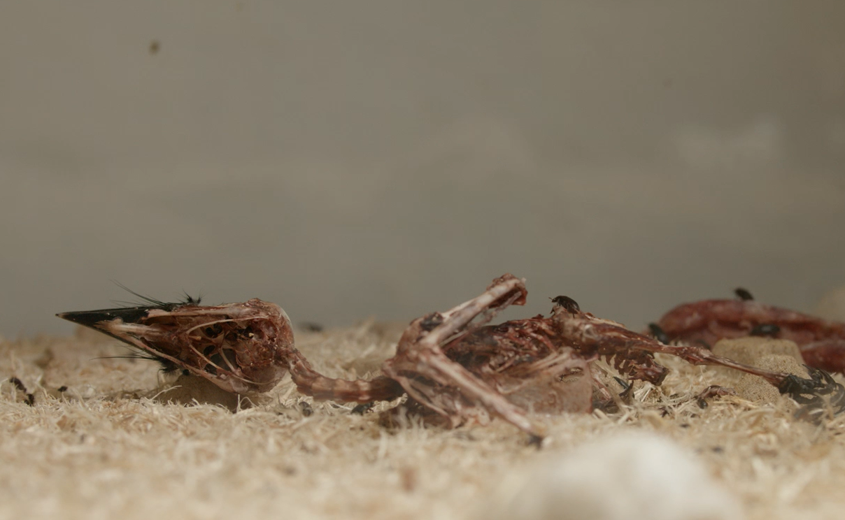 Flesheating bugs get to work on creating animal bone dataset Scimex