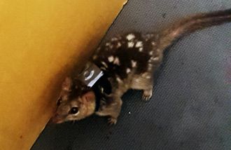Wild roaming Northern quoll with backpack tracker 