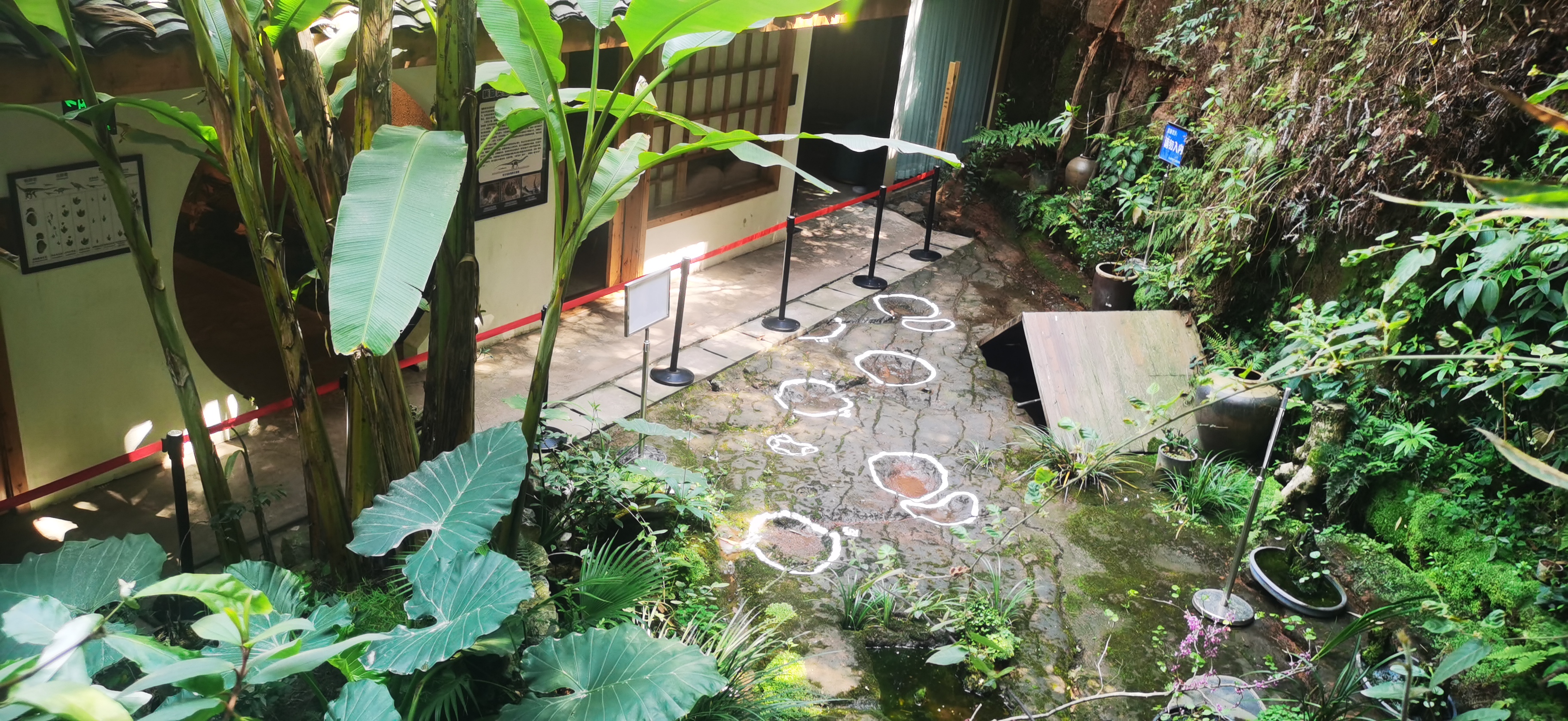 Dining with dinosaurs: footprints found at Chinese restaurant - Scimex