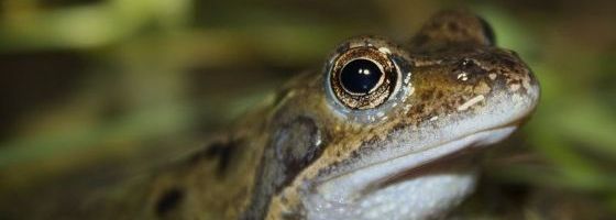 Image credit: Thomas Brown - European Common Frog (Rana temporaria) Uploaded by mgiganteus, CC BY 2.0