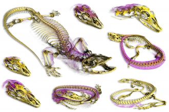 Newly discovered osteoderms (magenta) in Australo-Papuan monitor lizards