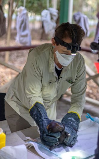 Dr Alison Peel working with bats