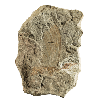 The holotype of Mirasaura