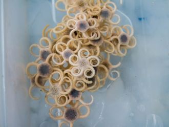 Curly brittle stars on the RV Investigator