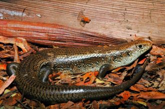A University of Queensland-led study has found Australian skinks have evolved molecular armour to stop snake venom from shutting down their muscles, and the revelation could inform biomedical approaches to treating snakebites in people.