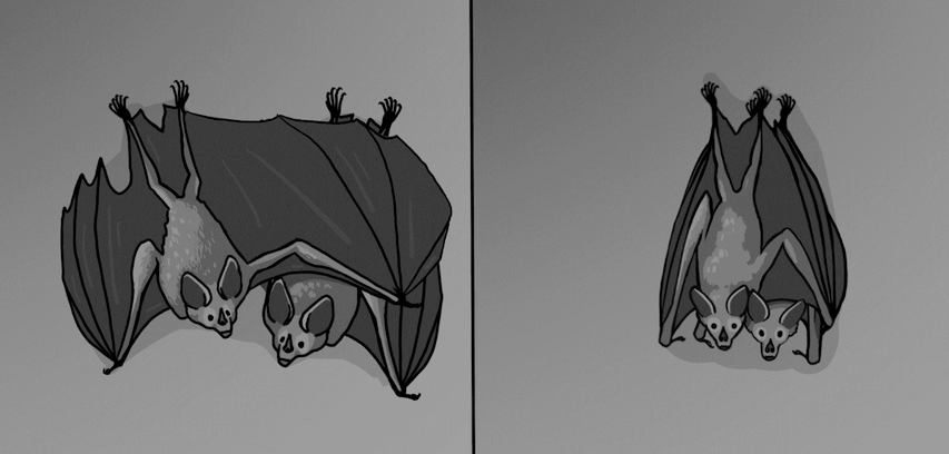Illustration credit: Paulo C. Ditzel. Tietge et al., 2025, PLOS One, CC-BY 4.0