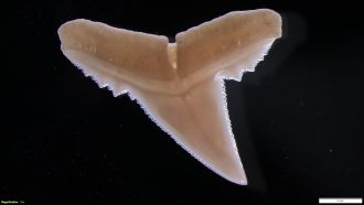Single-tooth