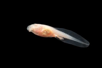 An albino tadpole