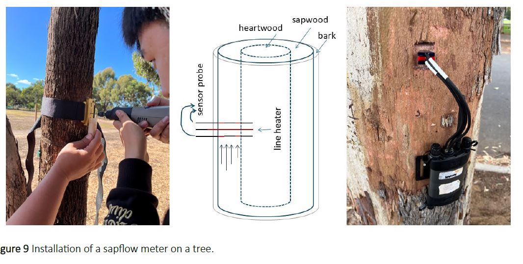 Installation of sap-flow monitor 