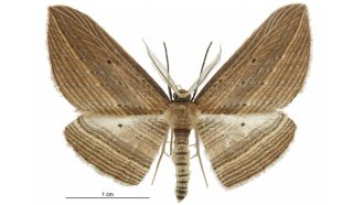 The native cabbage tree moth blends in beautfully with dead tī kōuka leaves.