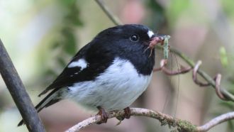 Example of a predator: Tomtit or miromiro eating in the forest.