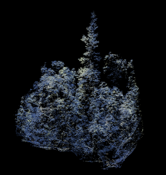LiDAR 77m hoop pine. Image courtesy of Patrick Norman NESP Resilient Landscapes 