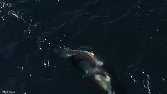 Orcas hunting white sharks