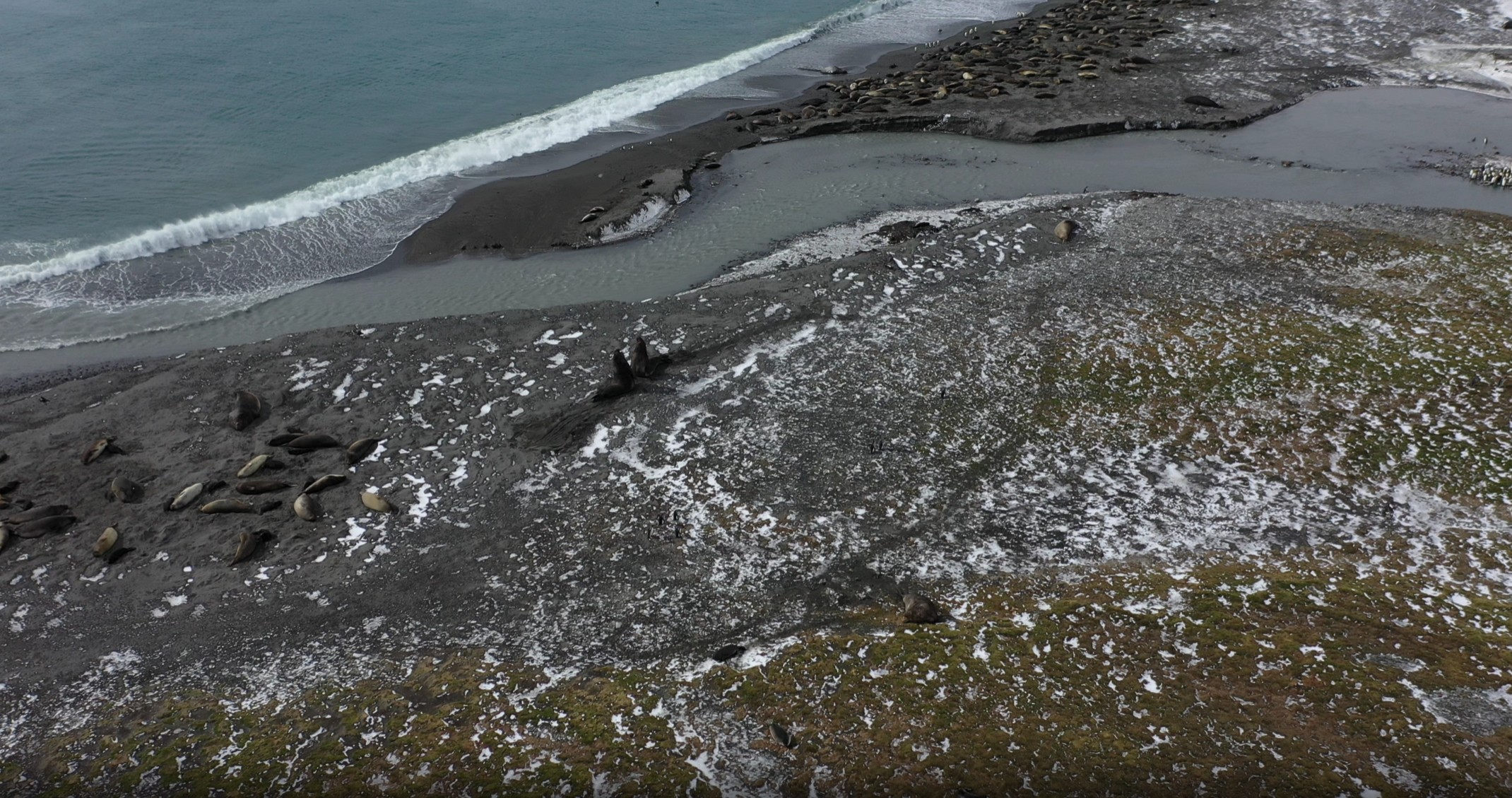 Two southern elephant seal bulls fighting.  Credit: British Antarctic Survey