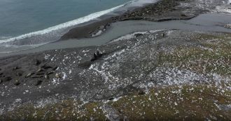 The remote sub-Antarctic island of South Georgia may have lost half its female breeding population of elephant seals to bird flu. Researchers studied drone images of the island's three largest breeding colonies in 2022 and 2024, before and after infected seabirds brought the disease there. Combining the 47% drop with population estimates for the whole island from a 1995 