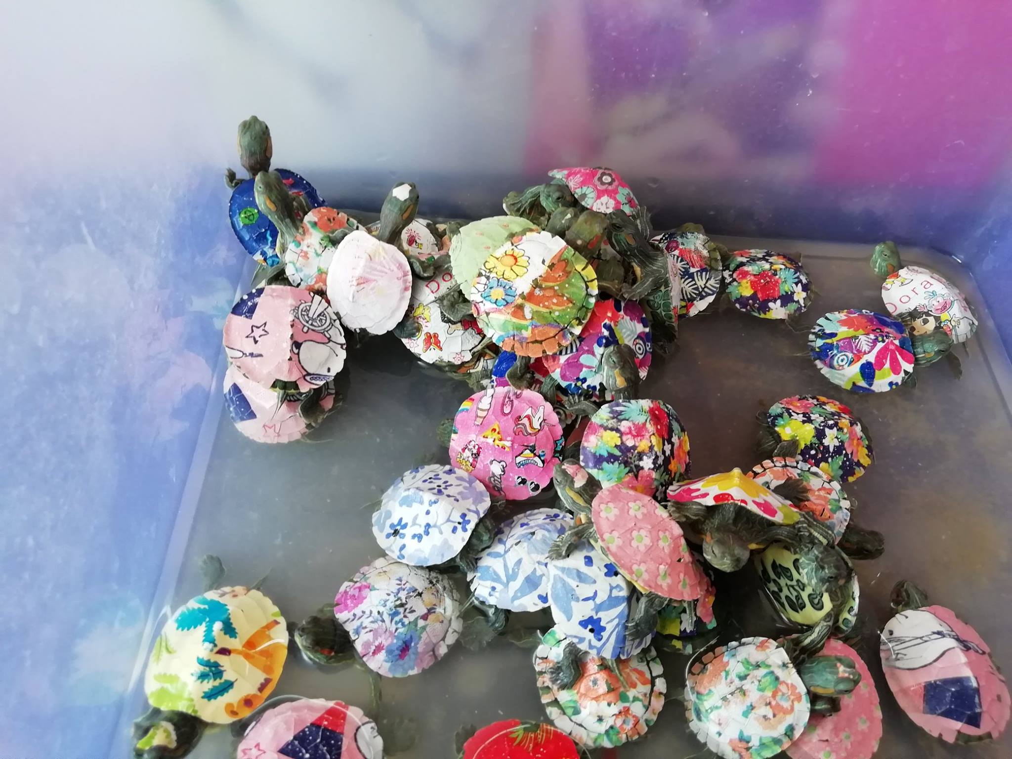 Terrapins being traded as ornaments / Credit Alice Hughes, University of Melbourne