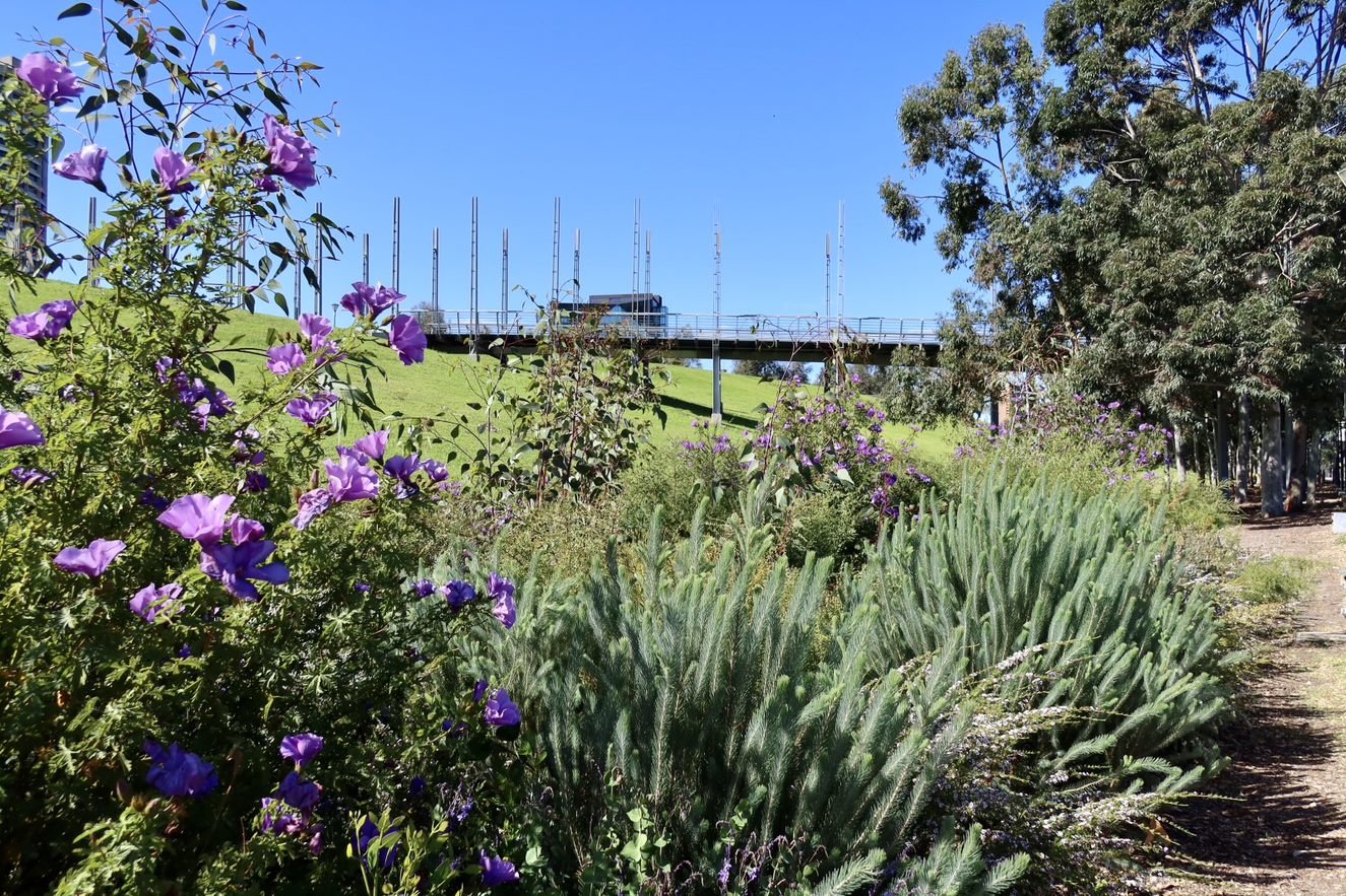 A Woody Meadow at Birrarung Marr  Credit University of Melbourne