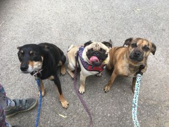 Dogs already came in a wide variety of shapes and sizes long before modern breeding took hold, according to international research. The team used 3D analysis to examine 643 skulls spanning 50,000 years and found that distinct dog-like skull traits first appeared around 10,000 years ago. They found that dogs from this period had roughly half the range of shapes and sizes seen in modern dogs, but had twice that of their more ancient wolf ancestors. In an accompanying comment piece, an Australian expert says the research contributes to the wider understanding of domestication of dogs as a complex, multifaceted biological and cultural process in which thousands of years of human and animal history are intertwined. A second paper on ancient dog genomes looks at the role dogs played in ancient human societies as they spread across Eastern Eurasia.