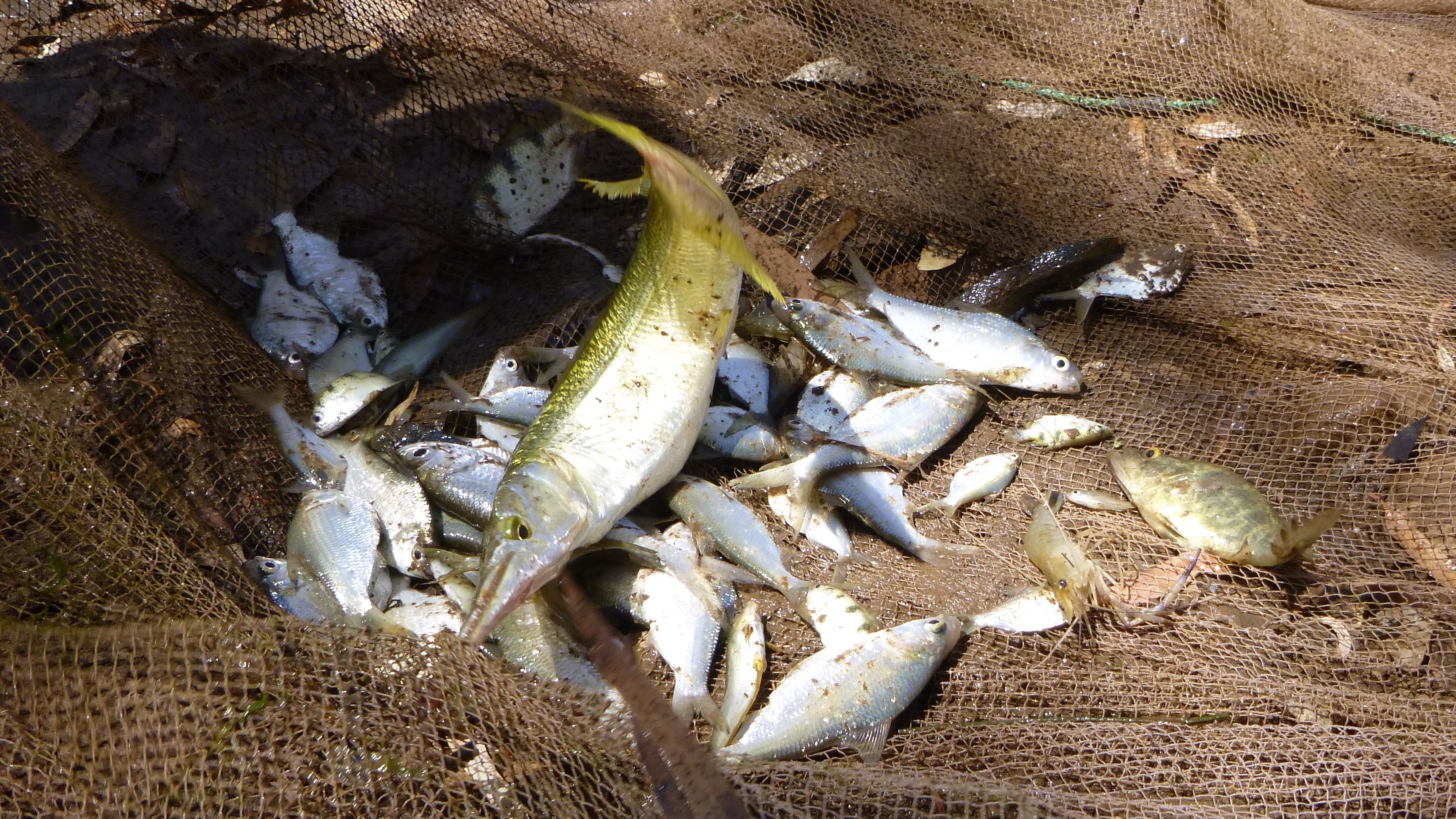 Seine net sampling reveals fish inhabiting a floodplain pool. (Photo by Leah Beesley, NESP Resilient Landscapes)
