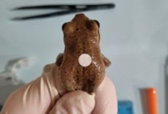 A Blue Mountains tree frog with a dermal patch developed by La Trobe University