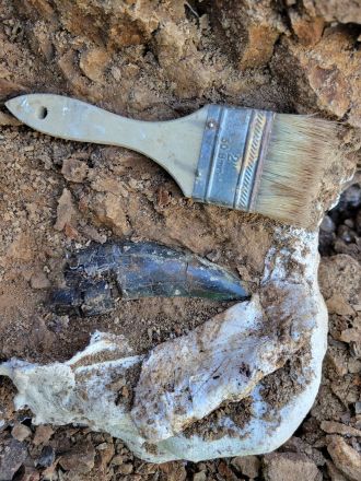 The mosasaur tooth as it was uncovered at Hell Creek. 