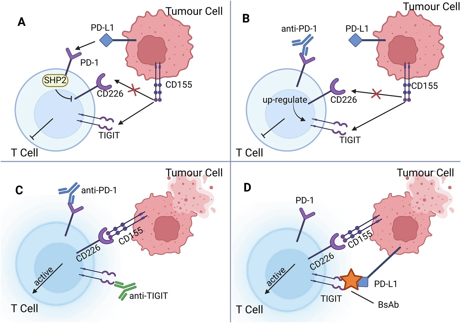 Synergistic effects of TIGIT and PD-1 immune checkpoints and co-inhibition therapy. Credit: Cell Death & Disease (2025). DOI: https://doi.org/10.1038/s41419-025-07984-4