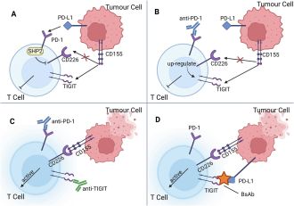 Scientists present a new approach that could empower the immune system to combat cancer cells and pave the way for new treatments for this deadly disease. The new insight stems from an extensive review of research on TIGIT, a protein known to inhibit the immune system’s ability to effectively attack cancer cells. Currently, a single drug can successfully neutralize TIGIT and enable immune cells to combat cancer in laboratory settings; however, clinical trials have been less successful.