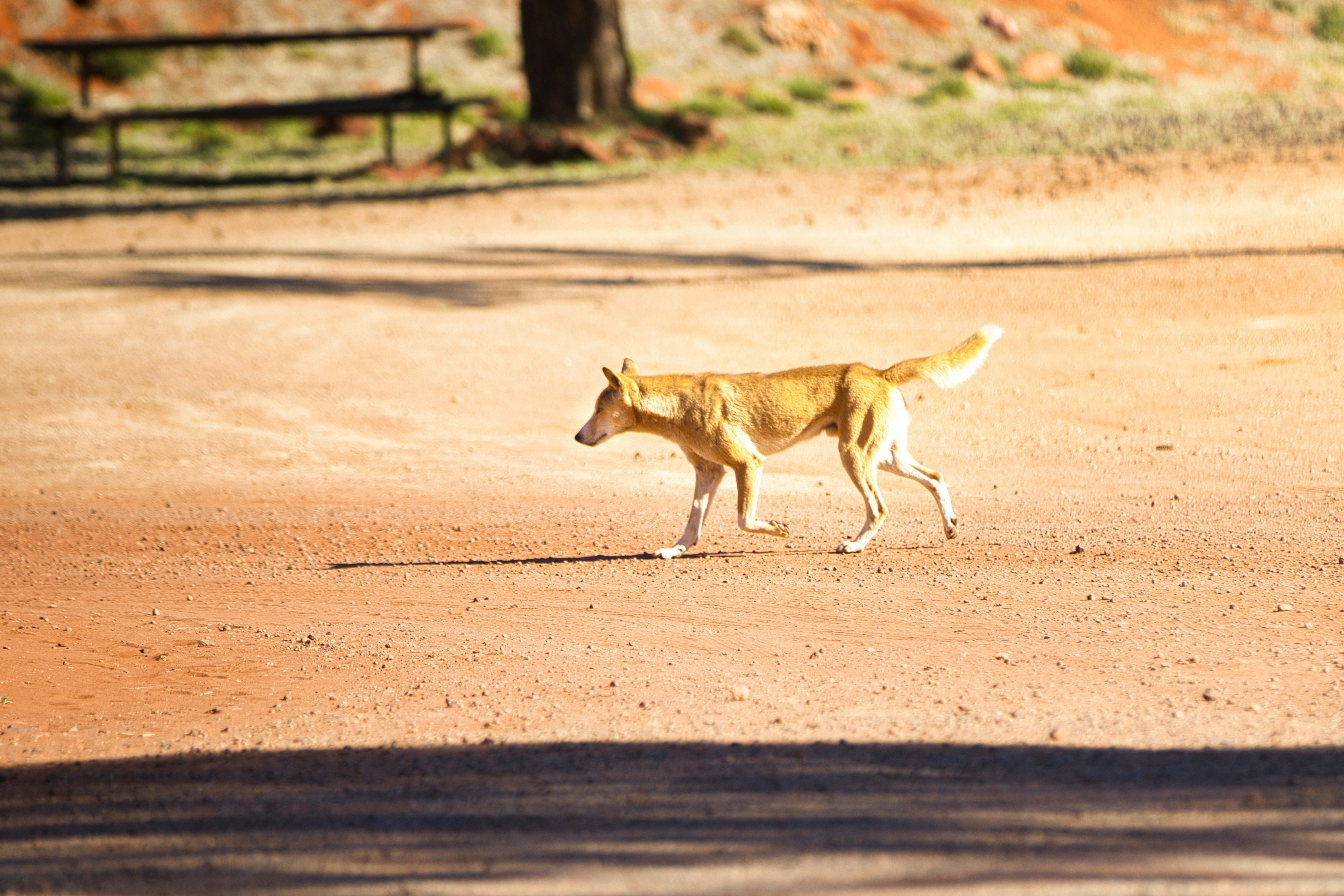 Photo by 𝕡𝕒𝕨𝕤 𝕒𝕟𝕕 𝕡𝕣𝕚𝕟𝕥𝕤 on Unsplash, Story by Lyndal Byford, Australian Science Media Centre