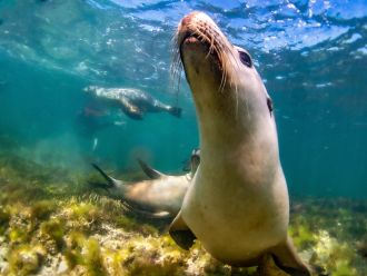 Young sea lions may learn to forage by going on hunting trips with their mothers, according to Australian researchers. The scientists say some marine mammals are known to directly teach each other behaviours, but there is little evidence of this in fur seals and sea lions. In 2023, the team fitted an eight-year-old Australian sea lion, mother to an 11-month-old pup, with an underwater camera and monitored her movements over three days. They say during that time, the footage showed her taking a solo hunting trip and a trip with her pup. When solo, they say she spent more time diving and explored deeper waters than when she was with her pup, and it was possible she was demonstrating the process of hunting when she took her pup on the trip.