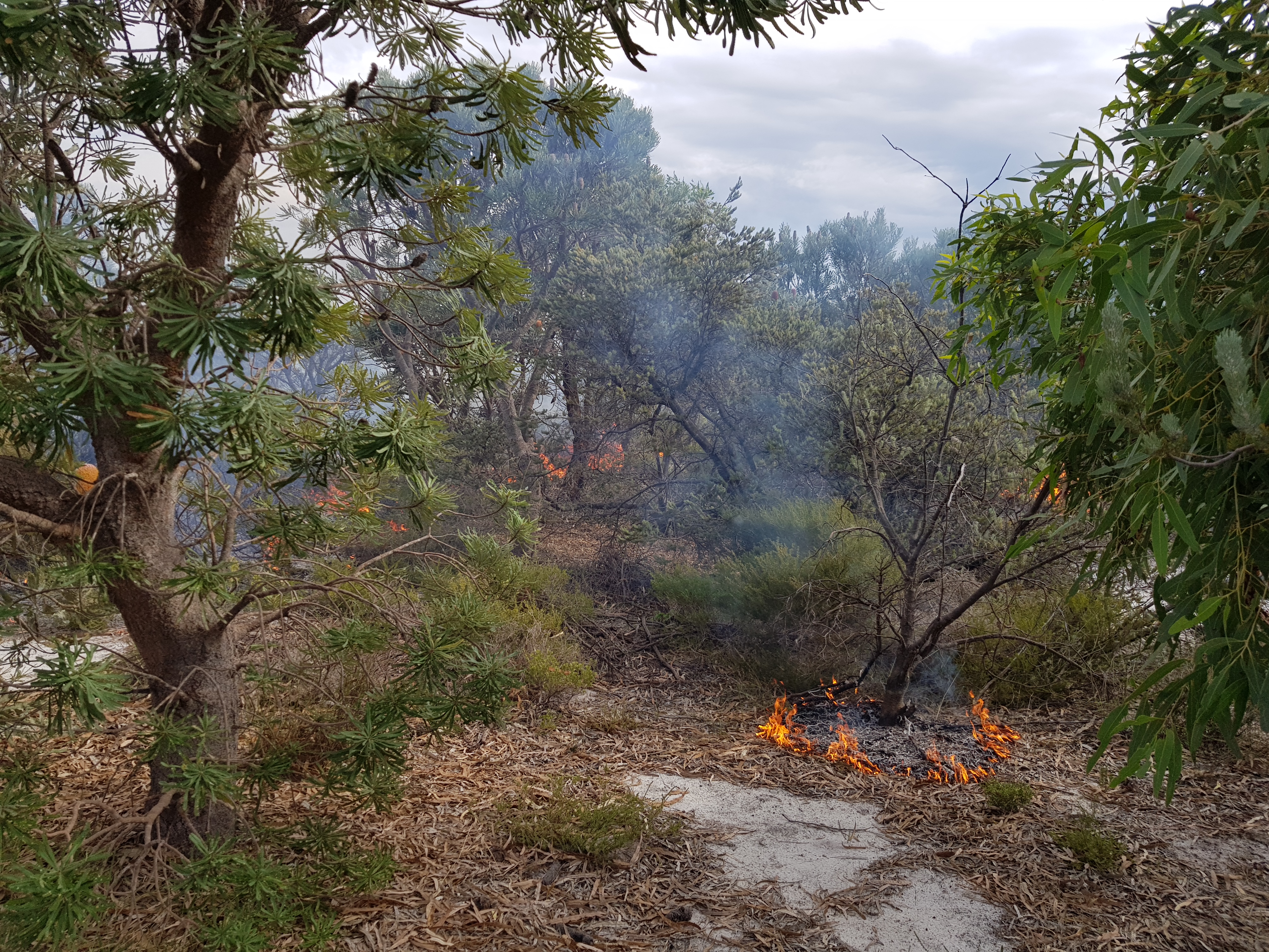 Murdoch University/ Burns in more developed restored Banksia woodlands.