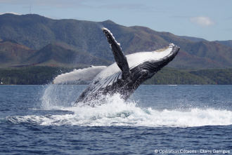 A breaching humpback whale off New Caledonia in the South Pacific.