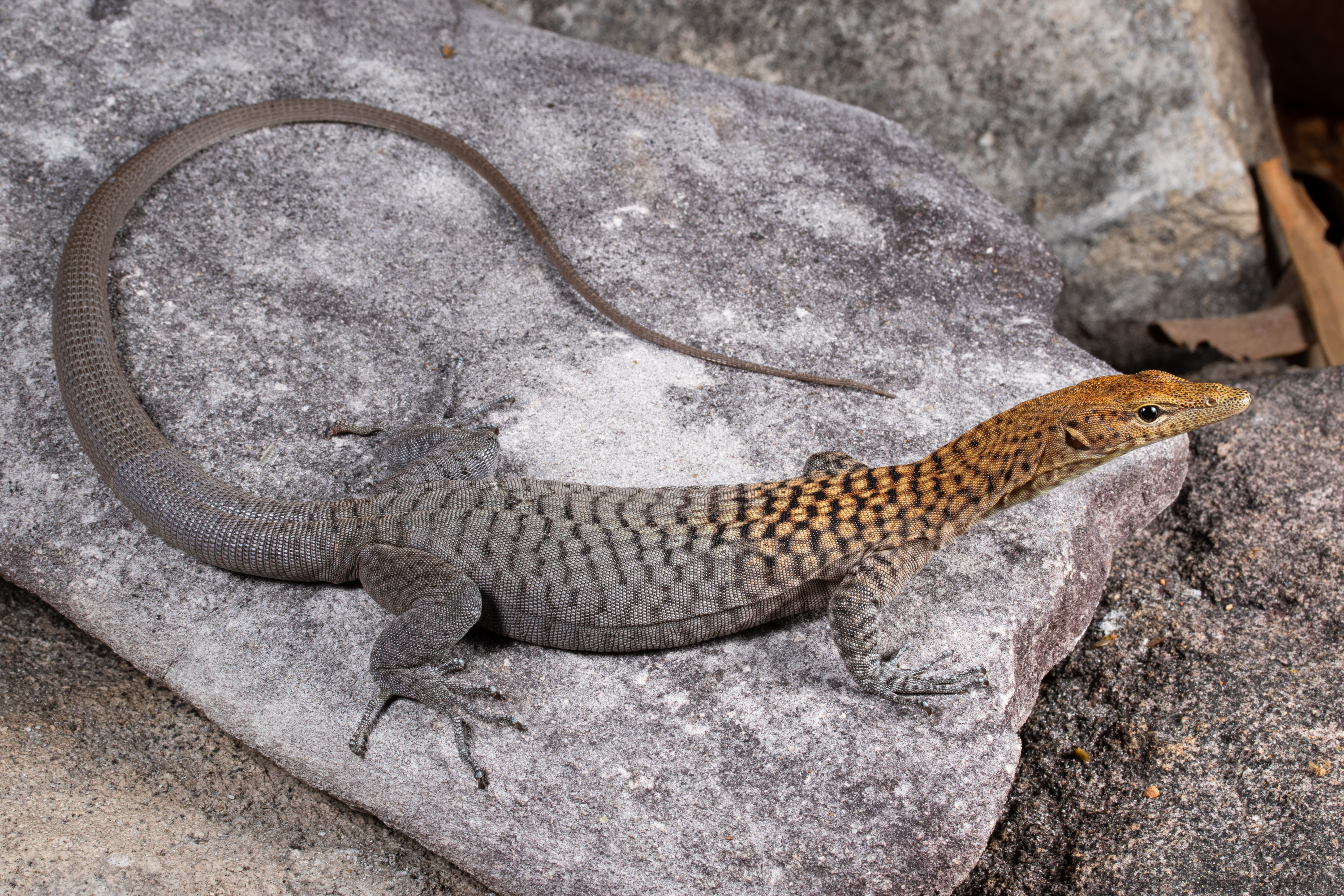 The Orange-headed Rock Monitor (Varanus umbra). Photo: Stephen Zozaya