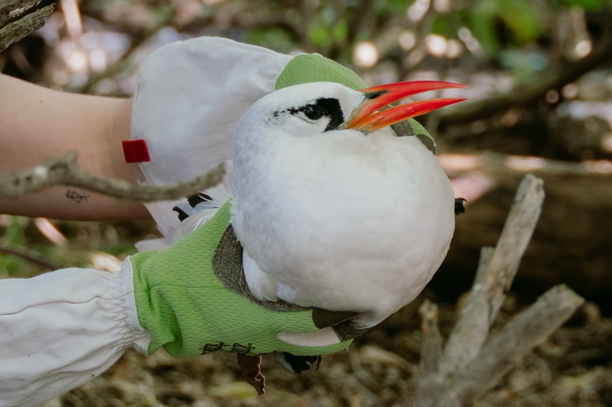 University of the Sunshine Coast