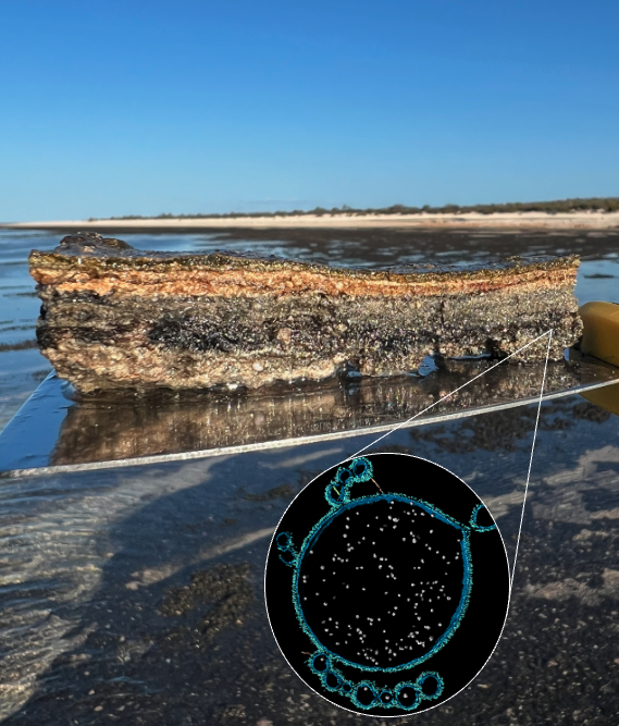 A composite image of the microbes (inset) found within the microbial mats of Shark Bay, Western Australia. Image: Iain Duggin, Debnath Ghosal, Brendan Burns