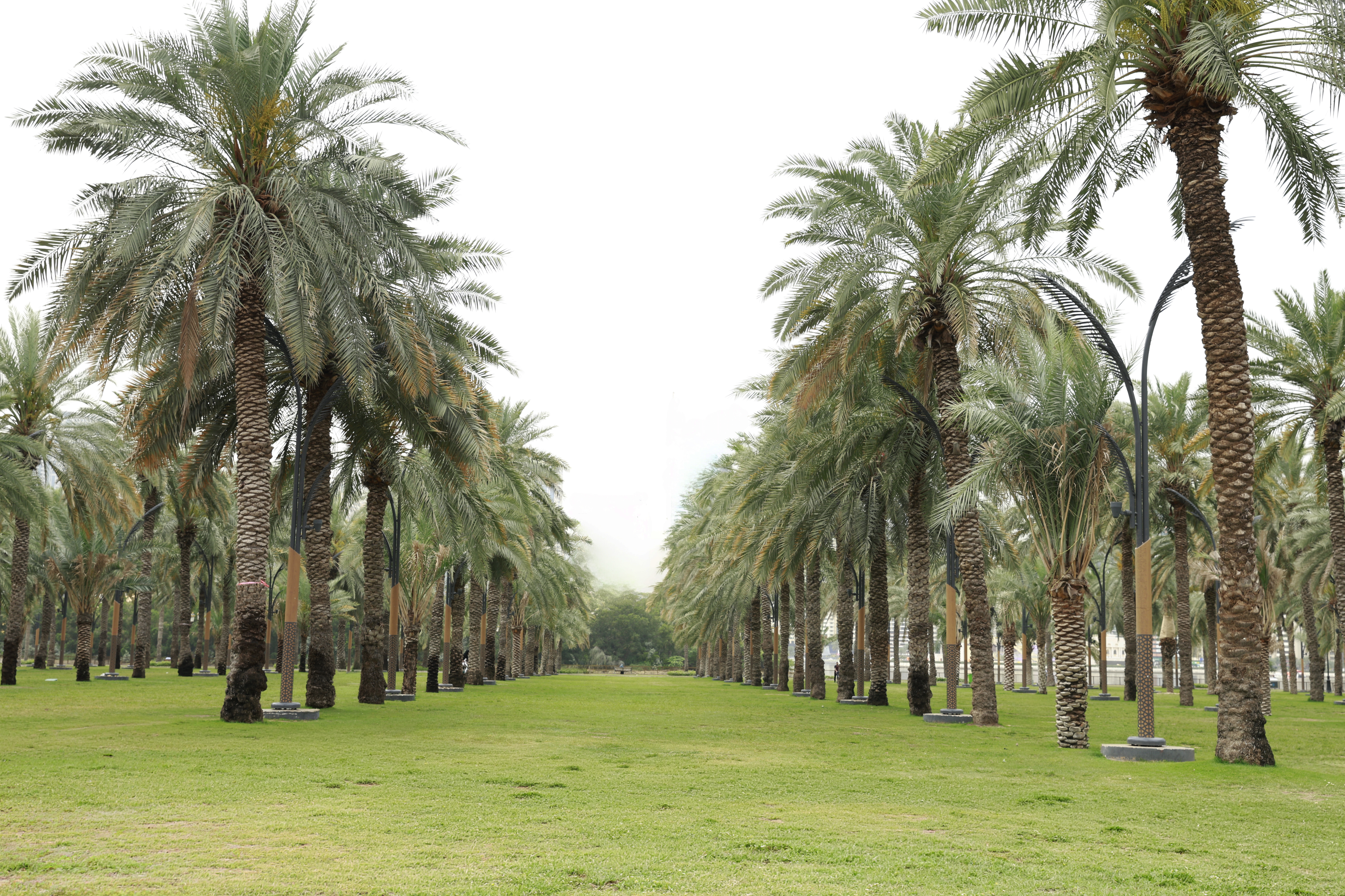 At present, biomass waste in the United Arab Emirates alone is estimated to approach one billion kilograms annually, based on conservative assumptions about each of the country’s nearly 45 million date palm trees. Credit: Abdul Wahid Muhammad Ikram