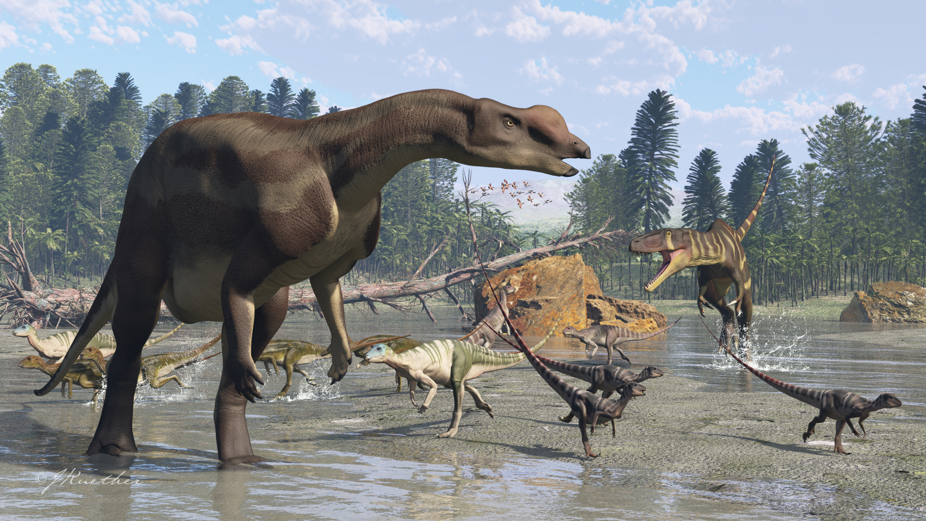 Muttaburrasaurus langdoni in Queensland, Australia, around 96 million years ago. Artist James Kuether. Other dinosaurs include a Megaraptoran carnivore, small ornithopods and enantiornithine birds.