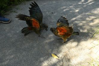 Kea 6